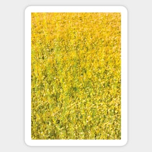 Texture - Golden Grass Sticker